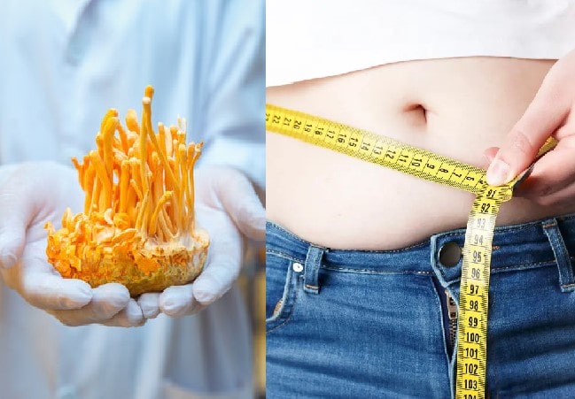Uống đông trùng hạ thảo có tăng cân (béo) không? 1