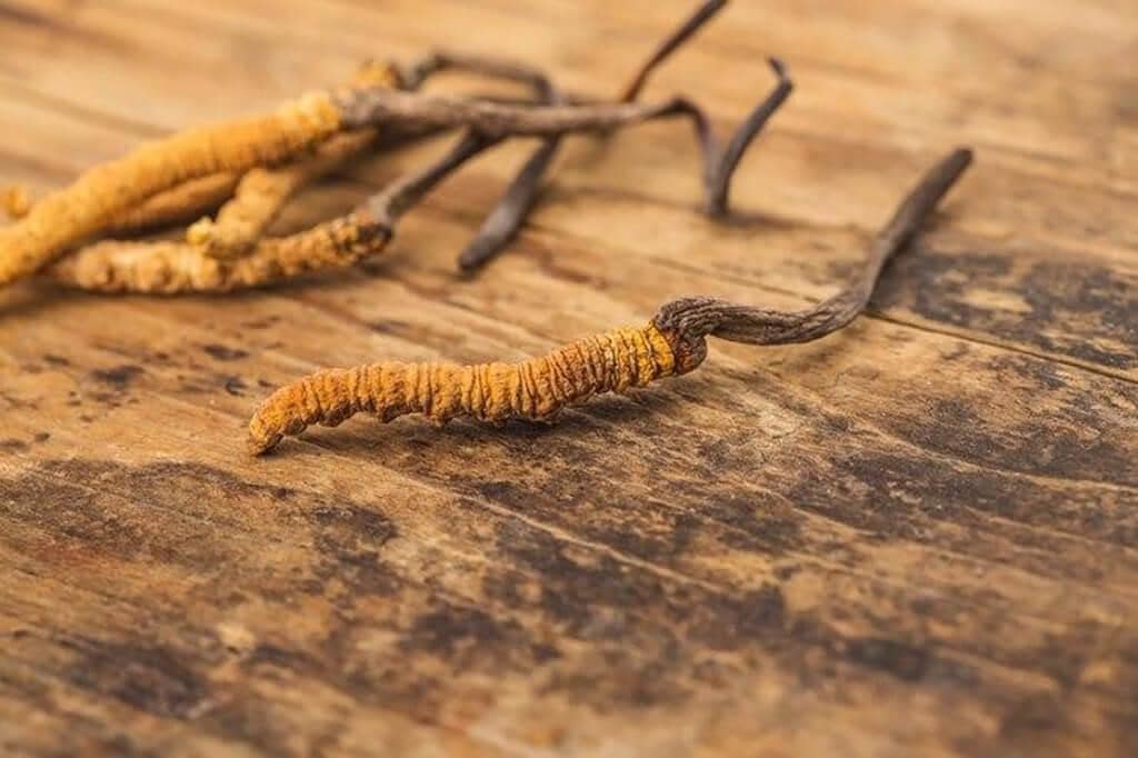 Giá đông trùng hạ thảo "nhân tạo - tự nhiên"