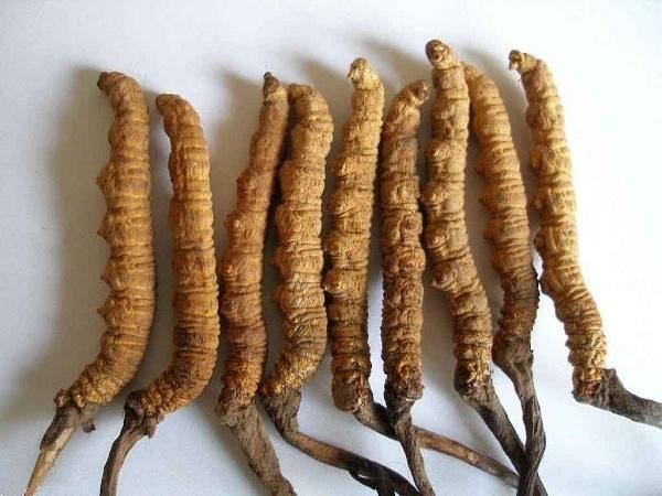 Đông trùng hạ thảo Tây Tạng nguyên con 2