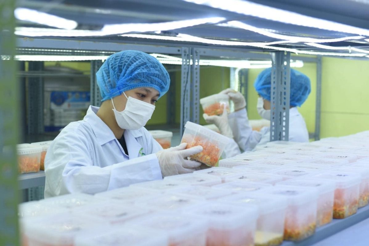 Tác dụng và công dụng của nấm đông trùng hạ thảo tươi - khô