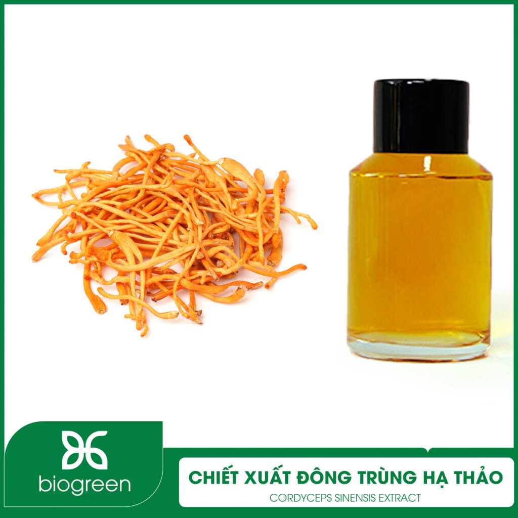 Chiết xuất Đông trùng hạ thảo