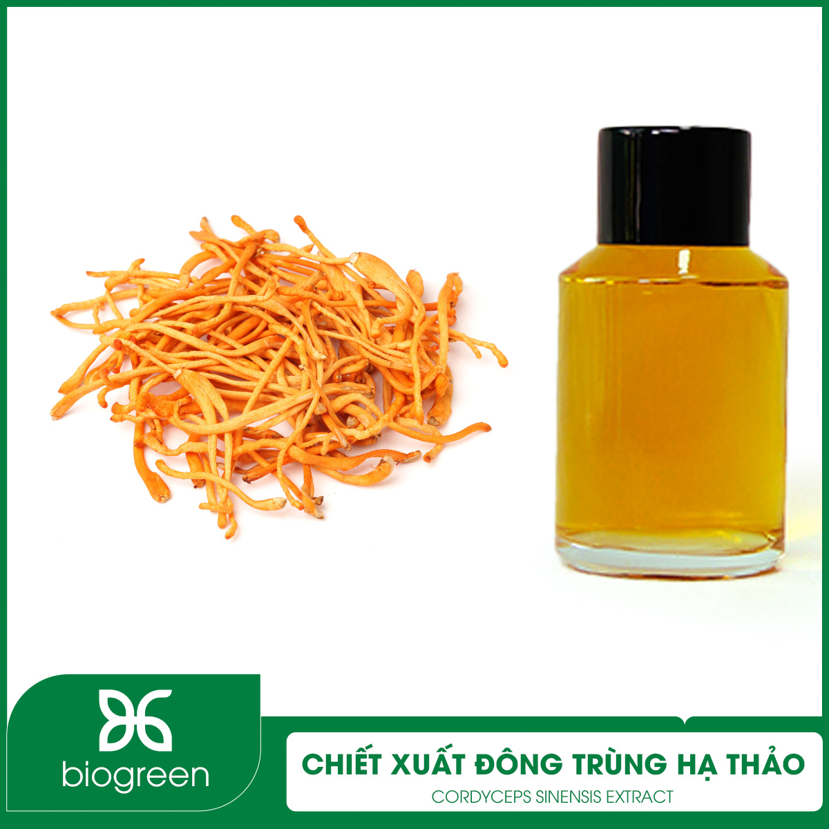 Chiết xuất Đông trùng hạ thảo