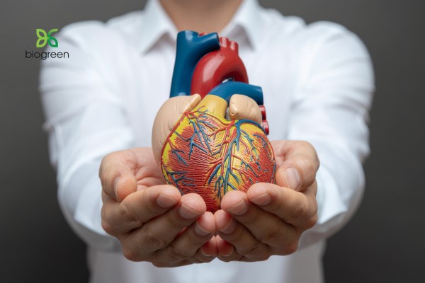 Đông trùng hạ thảo chữa trị được bệnh gì? 3